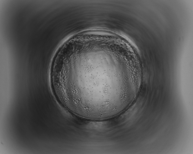 X0000099931237200805301152