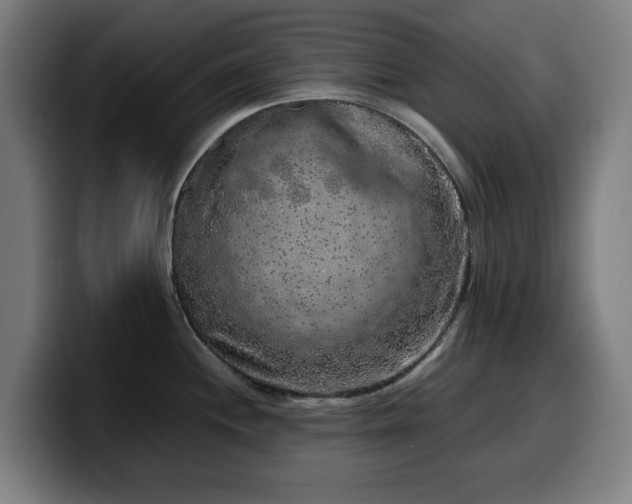 X0000099931244200805301152