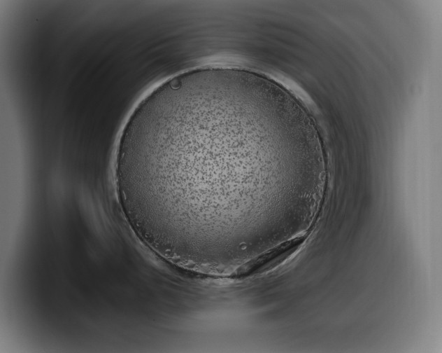 X0000099931248200805301152