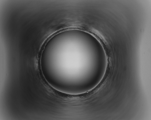 X0000099931260200805301151