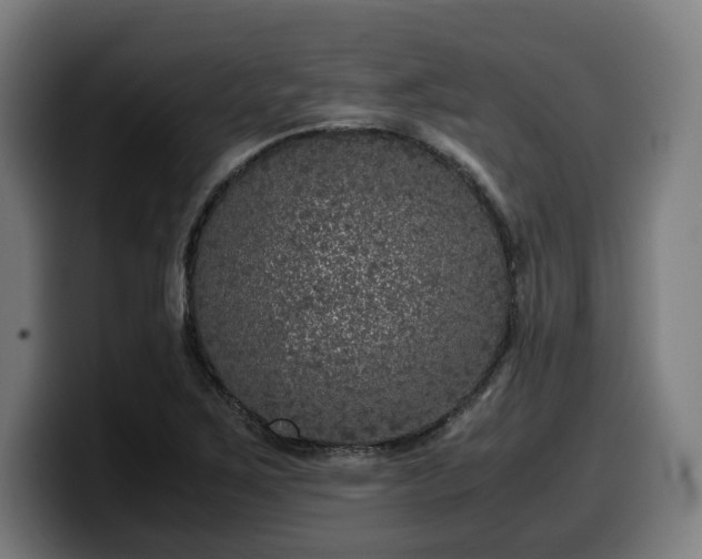 X0000099931267200805301151