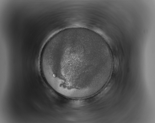 X0000099931278200805301151