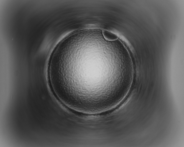 X0000099931333200805301151