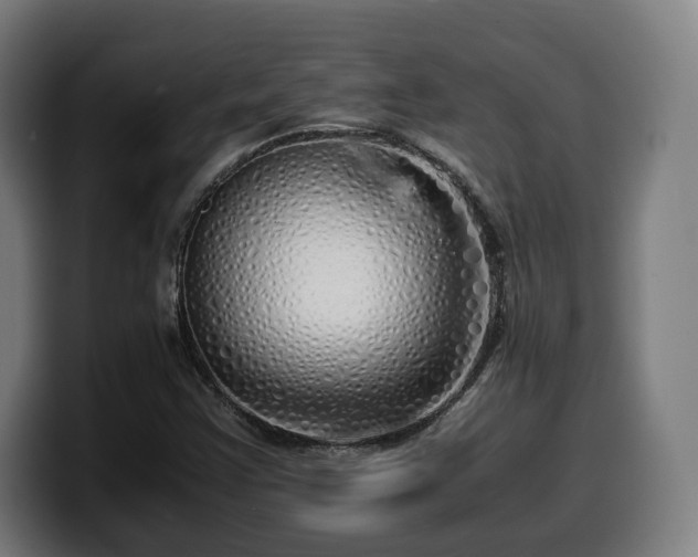 X0000099931355200805301150