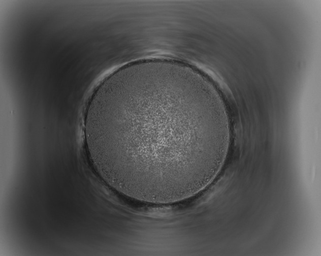 X0000099931363200805301150