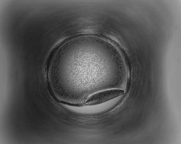 X0000099931450200805301149