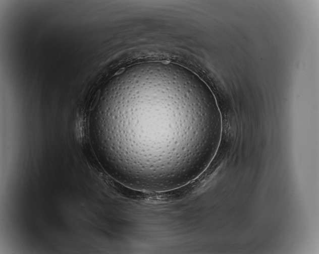 X0000099931490200805301148