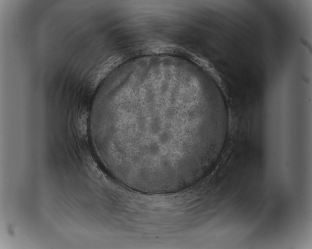 X0000099930010200806061505