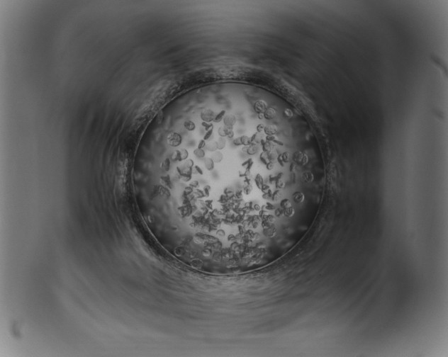 X0000099930018200806061505