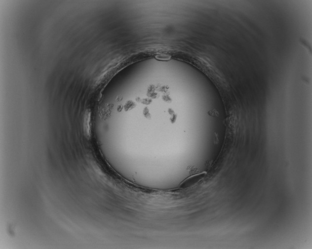 X0000099930024200806061505