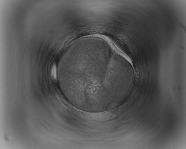 X0000099930046200806061504