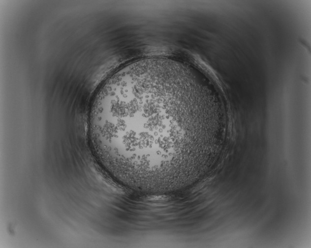 X0000099930059200806061504