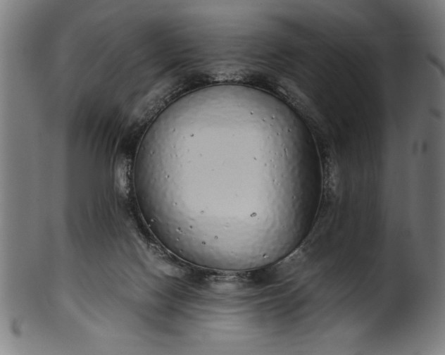 X0000099930074200806061504