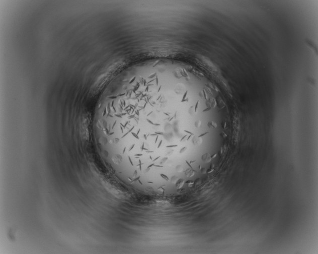 X0000099930114200806061503