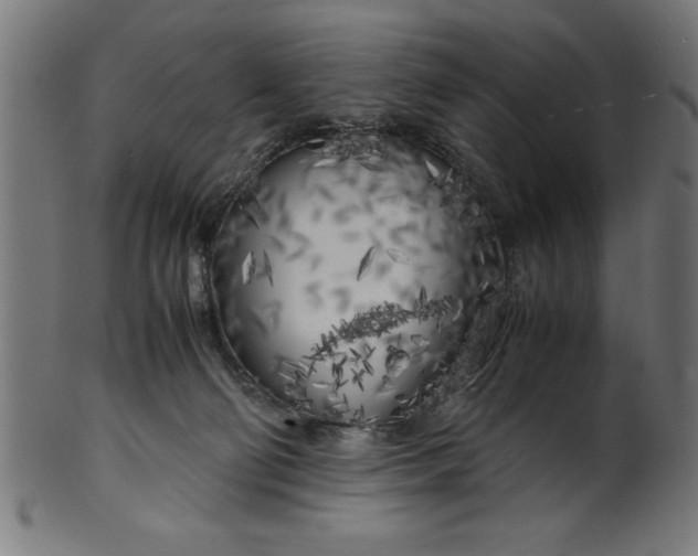 X0000099930130200806061503