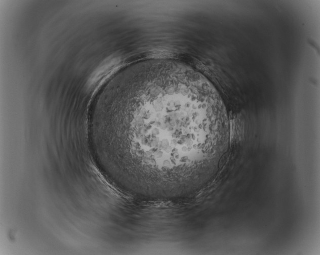 X0000099930243200806061501