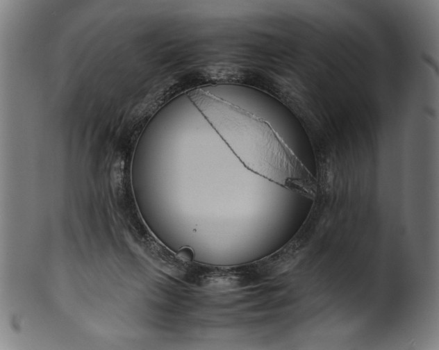 X0000099930263200806061501