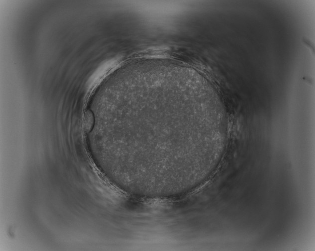 X0000099930293200806061500