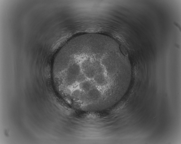 X0000099930303200806061500