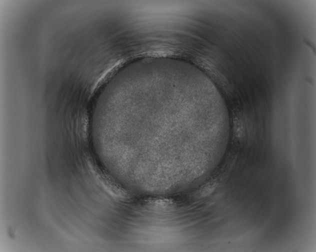 X0000099930304200806061500