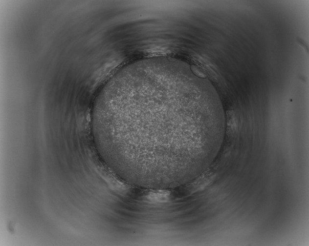 X0000099930369200806061500