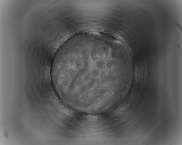 X0000099930394200806061459