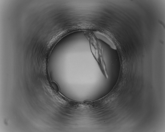 X0000099930442200806061458