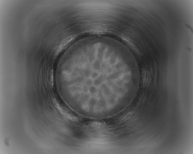 X0000099930494200806061457