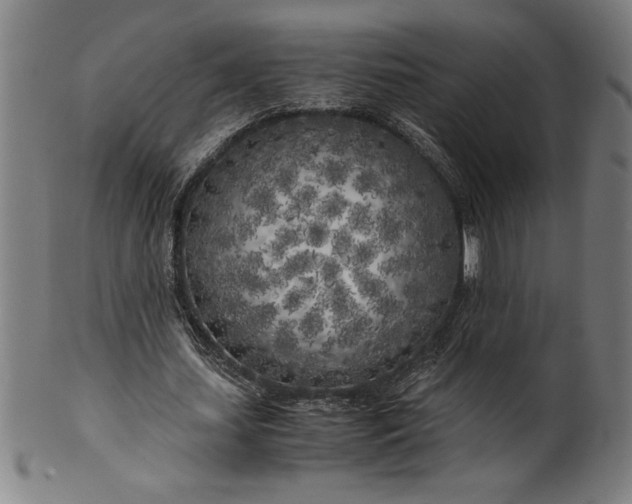 X0000099930627200806061455