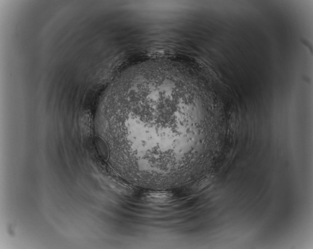 X0000099930659200806061455