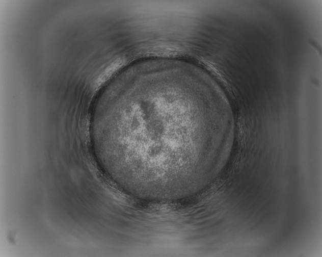 X0000099930679200806061455