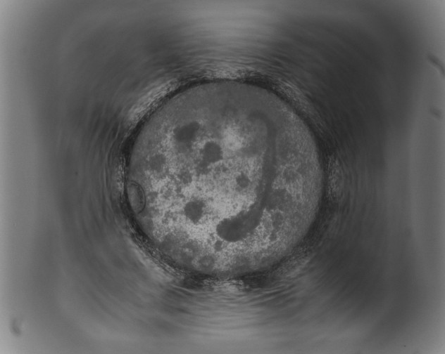 X0000099930683200806061455