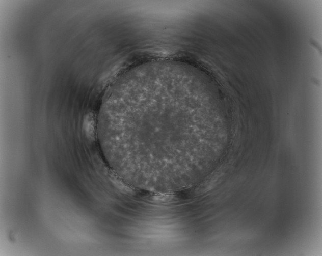 X0000099930720200806061454