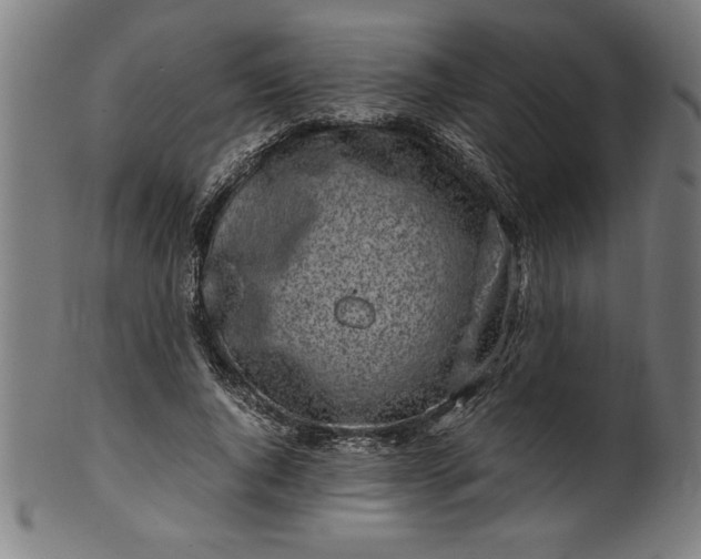 X0000099930736200806061453