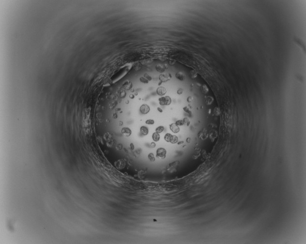 X0000099930818200806061452