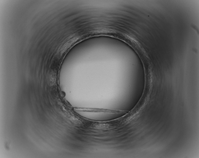 X0000099930833200806061452