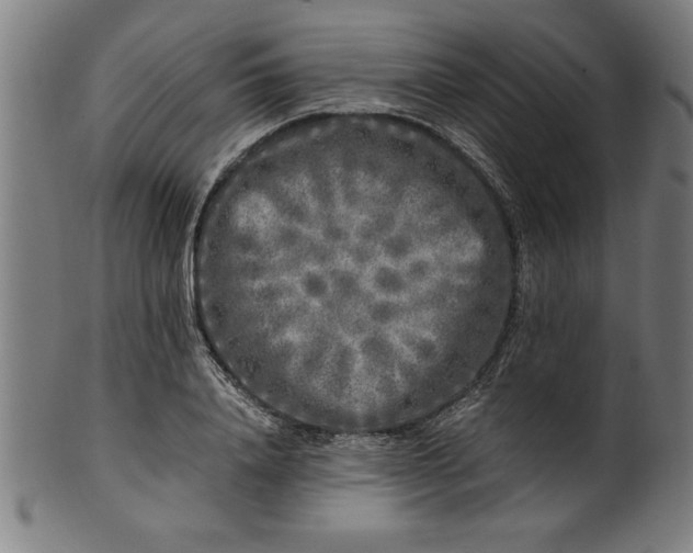 X0000099930840200806061452