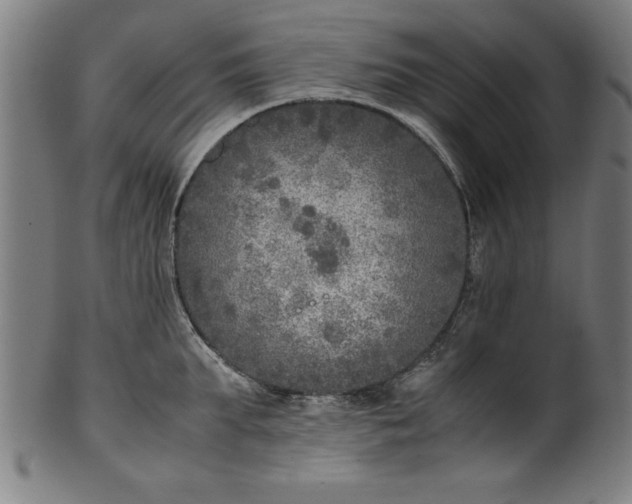 X0000099930903200806061451