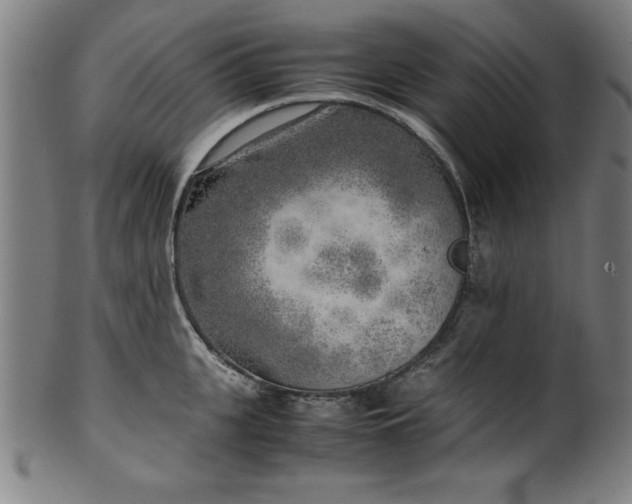 X0000099930951200806061451