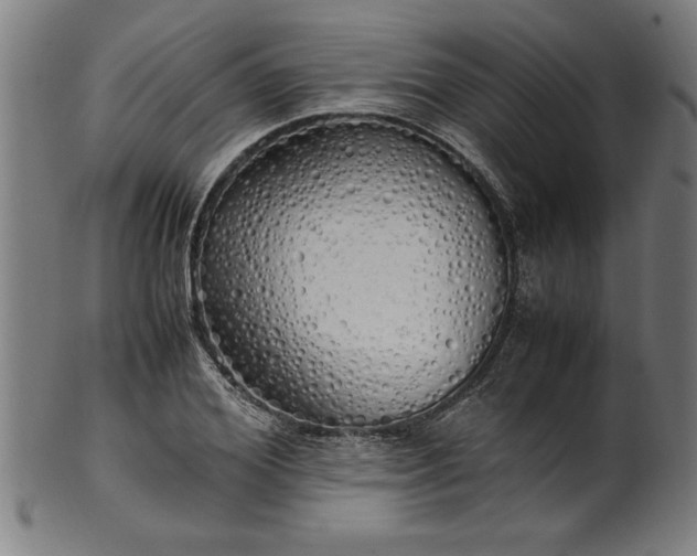 X0000099930980200806061450