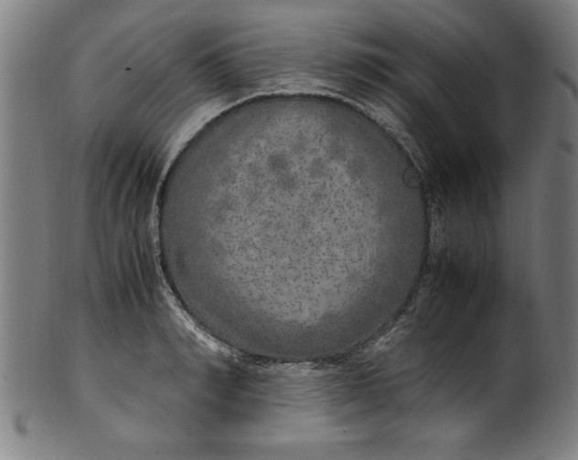 X0000099930990200806061450