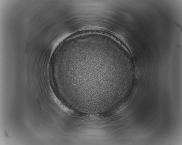 X0000099930995200806061450