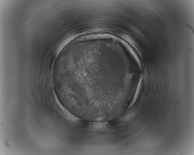 X0000099931055200806061449