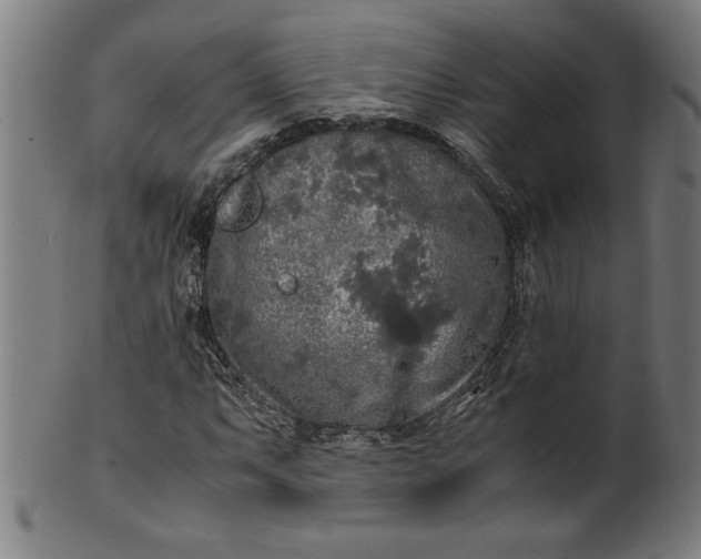 X0000099931063200806061449