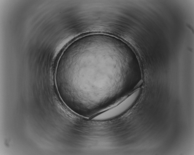 X0000099931120200806061448