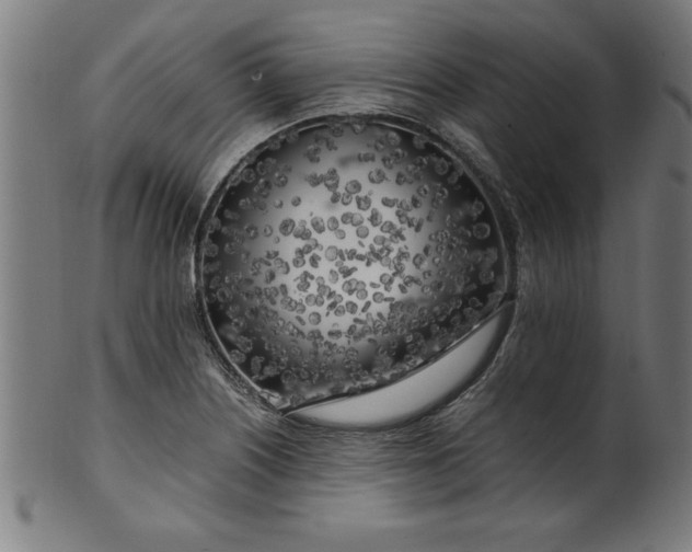 X0000099931226200806061446