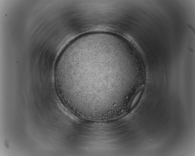 X0000099931232200806061446