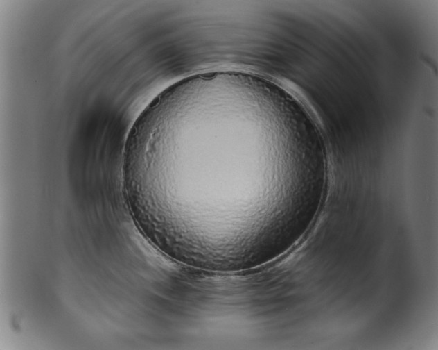 X0000099931244200806061446