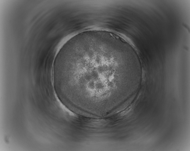 X0000099931247200806061446