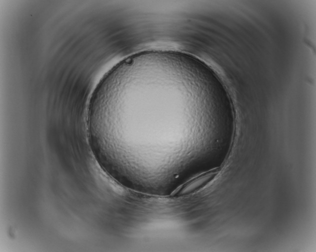 X0000099931248200806061446